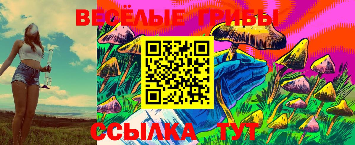 Псилоцибиновые грибы Psilocybe  как найти   Сочи  Вход с VPN 